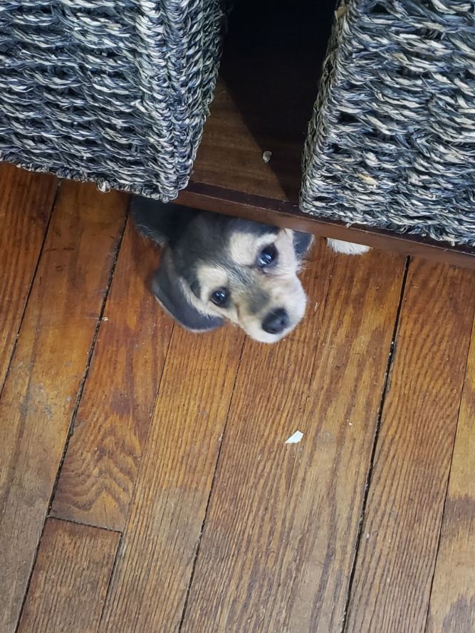 Mercy - Virtue Litter