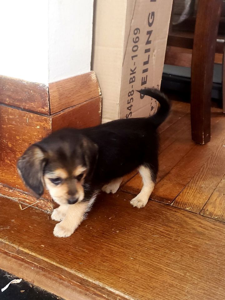 Mercy - Virtue Litter 3