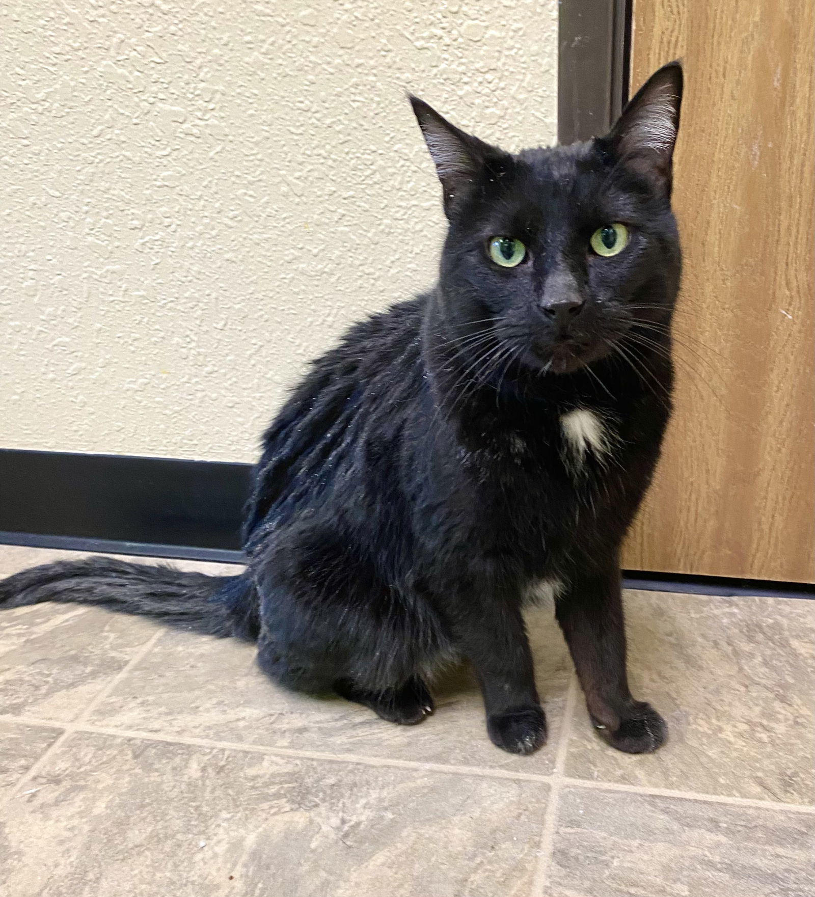 Elijah, an adoptable Domestic Short Hair in Fargo, ND, 58103 | Photo Image 1