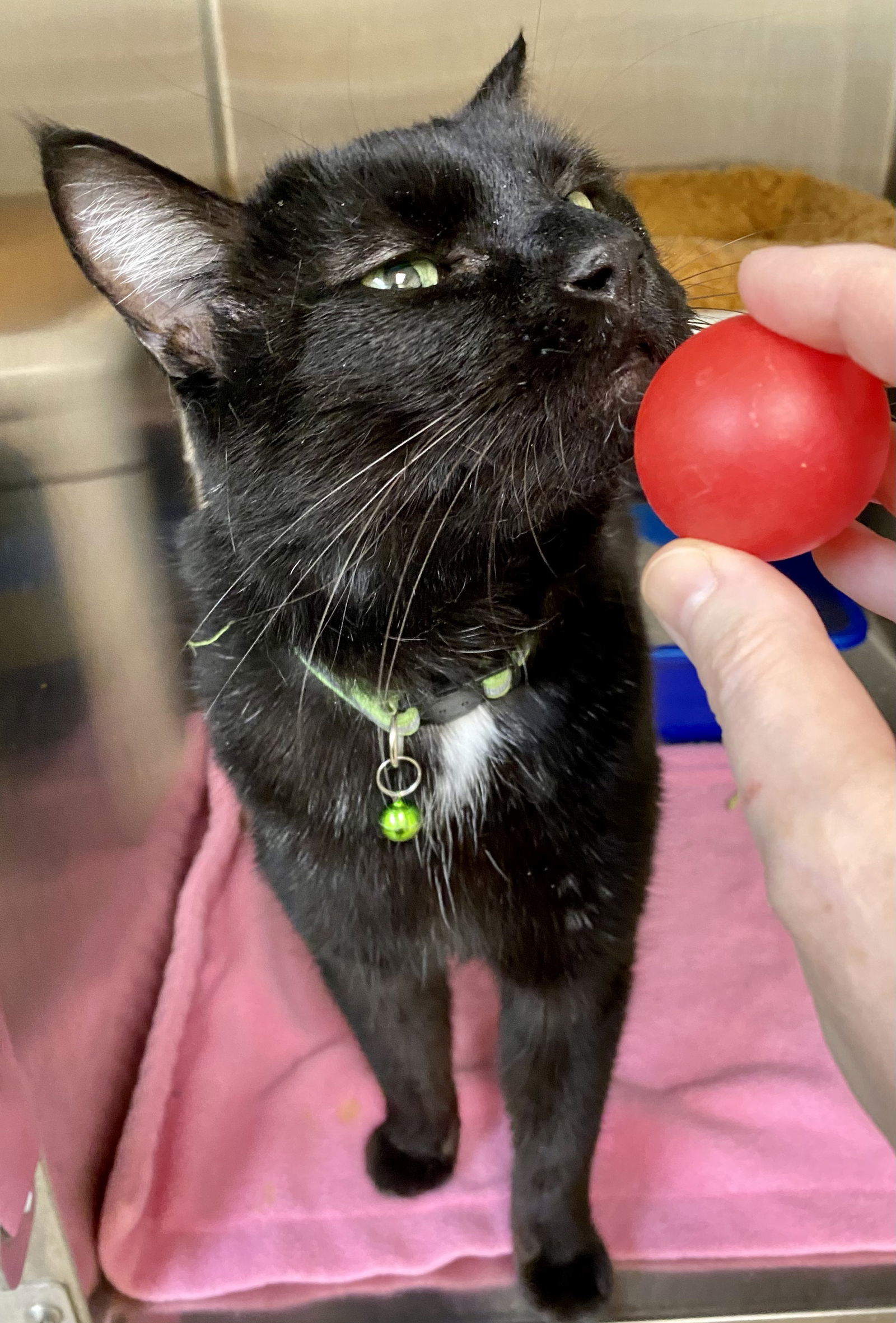 Elijah, an adoptable Domestic Short Hair in Fargo, ND, 58103 | Photo Image 2