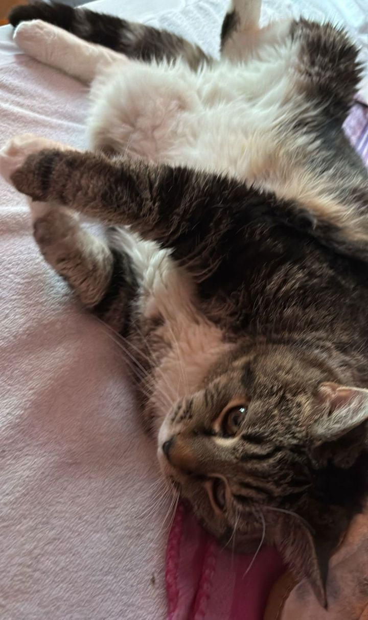 Maya 3