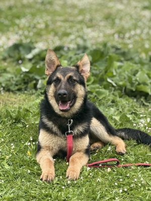 Meet Xia a resilient beauty ready for her forever home Xias story begins with heartbreak-she and 