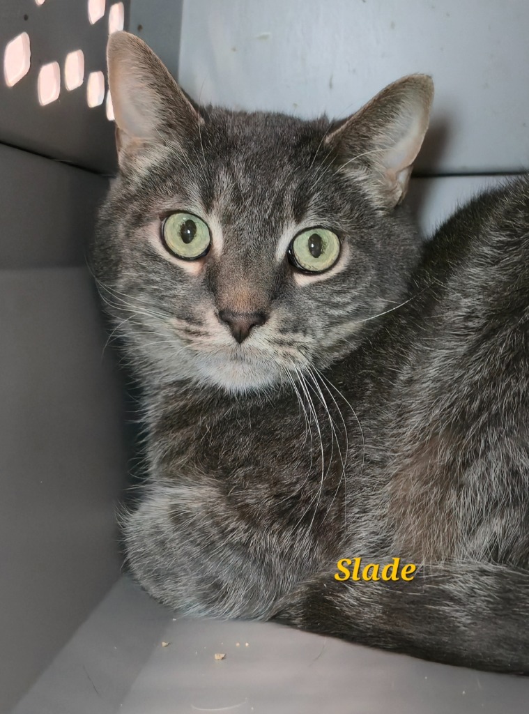 Slade / Silas