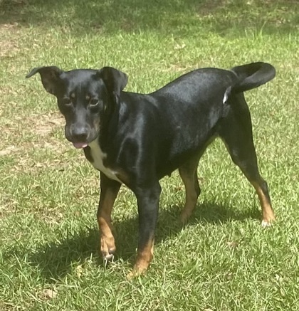 Daphne