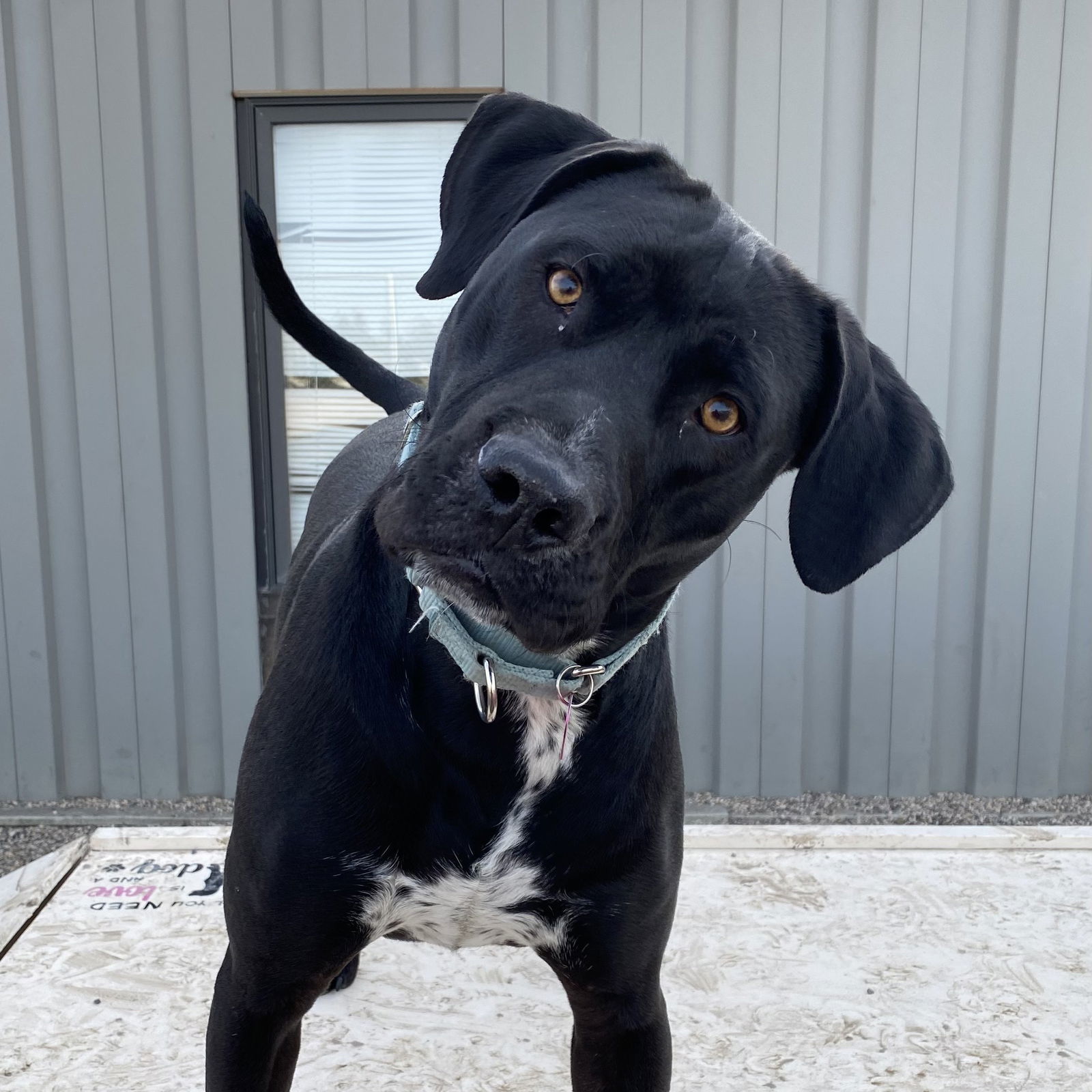 Squeegee, an adoptable Labrador Retriever, Pit Bull Terrier in Fargo, ND, 58103 | Photo Image 1