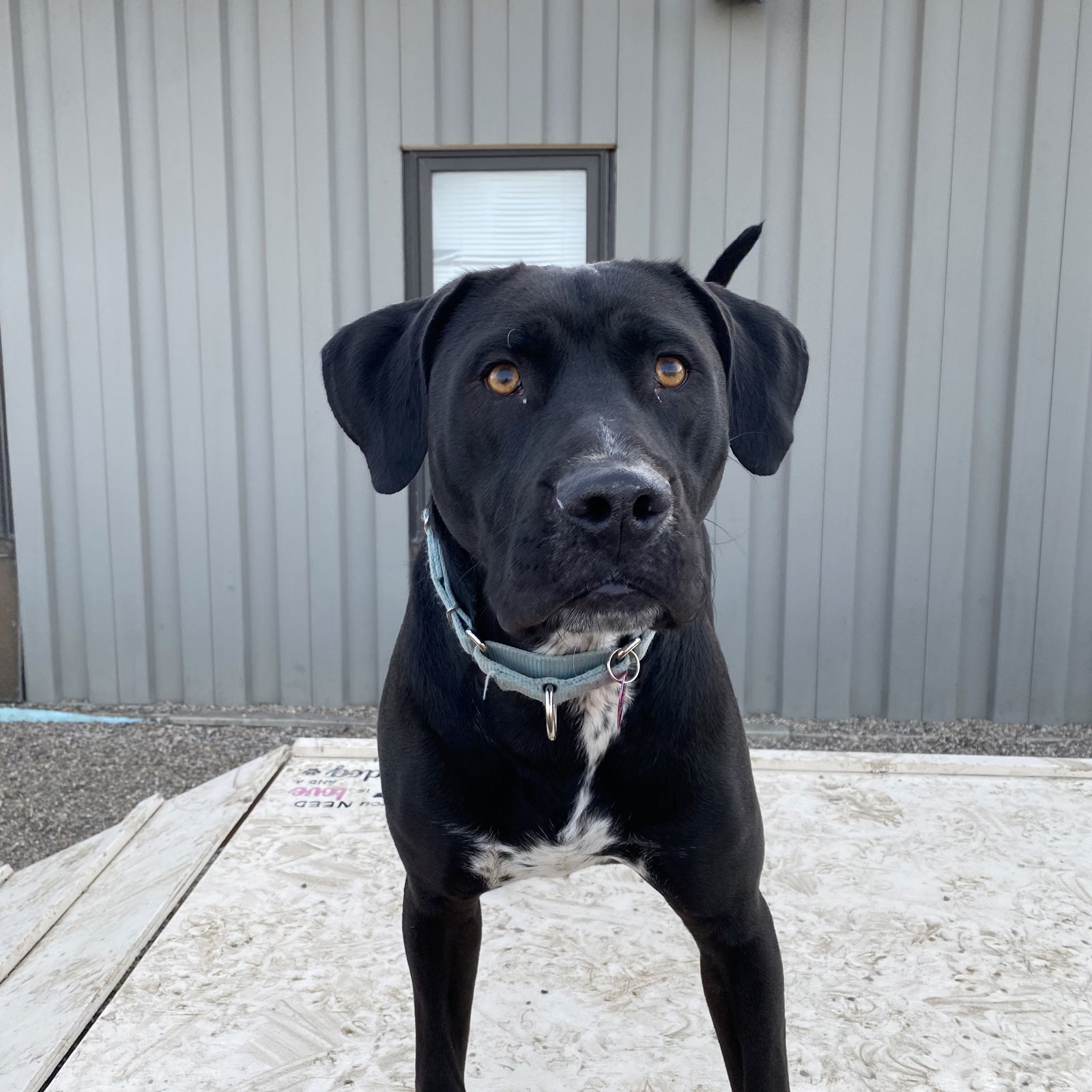 Squeegee, an adoptable Labrador Retriever, Pit Bull Terrier in Fargo, ND, 58103 | Photo Image 2