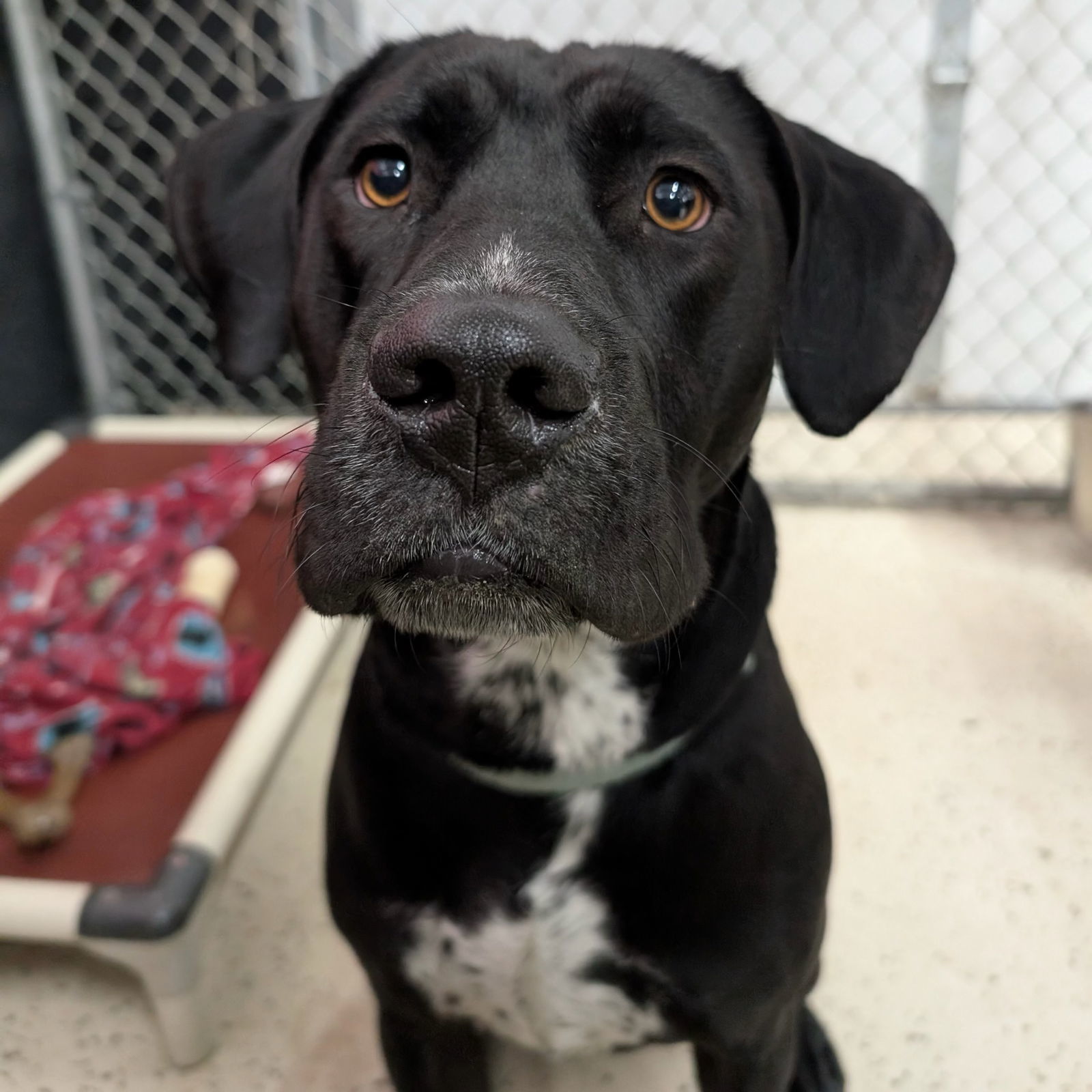 Squeegee, an adoptable Labrador Retriever, Pit Bull Terrier in Fargo, ND, 58103 | Photo Image 3