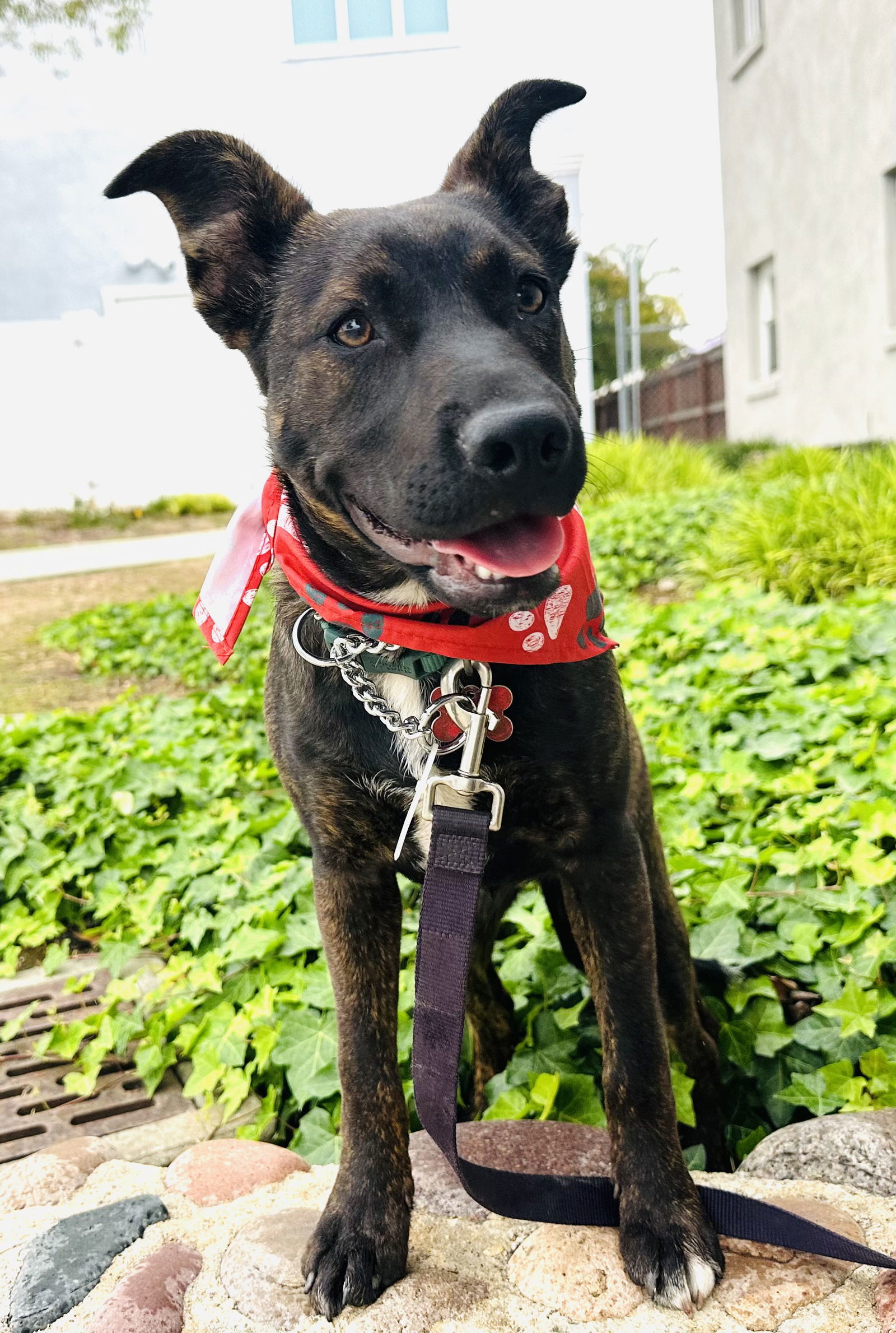 Tessa's Emme