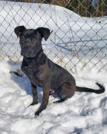 Tebeau (6557), an adoptable Mastiff, Pit Bull Terrier in Lake City, MI, 49651 | Photo Image 1