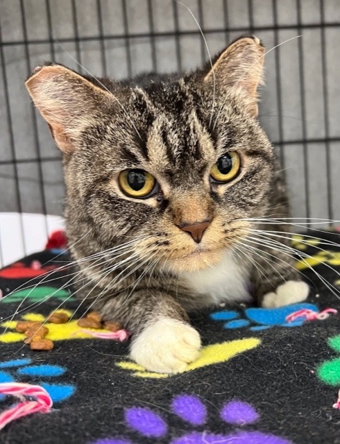 Penny, an adoptable Domestic Short Hair in Redwood Falls, MN, 56283 | Photo Image 1