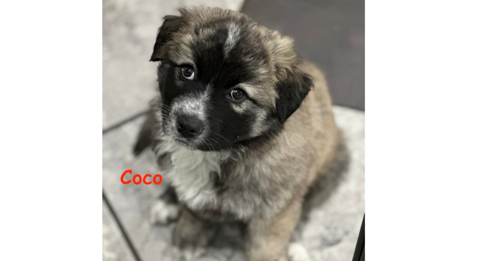 Coco