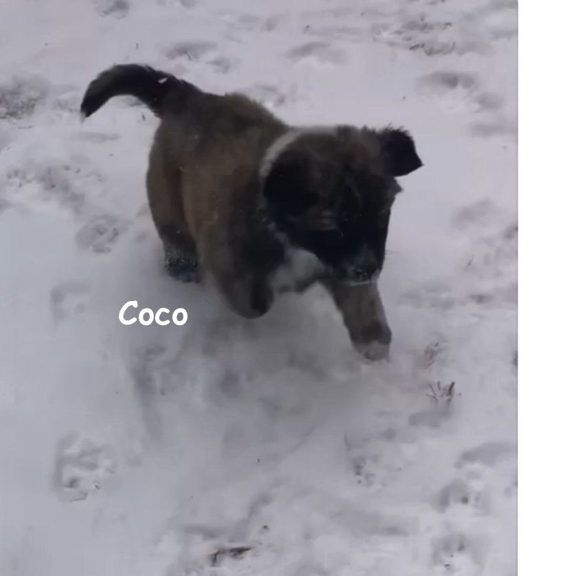 Coco