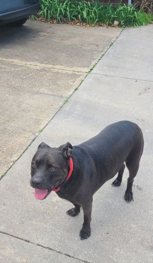 Rocky, Young Male Terrier