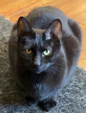 Ichabod, Adult Male Domestic Short Hair