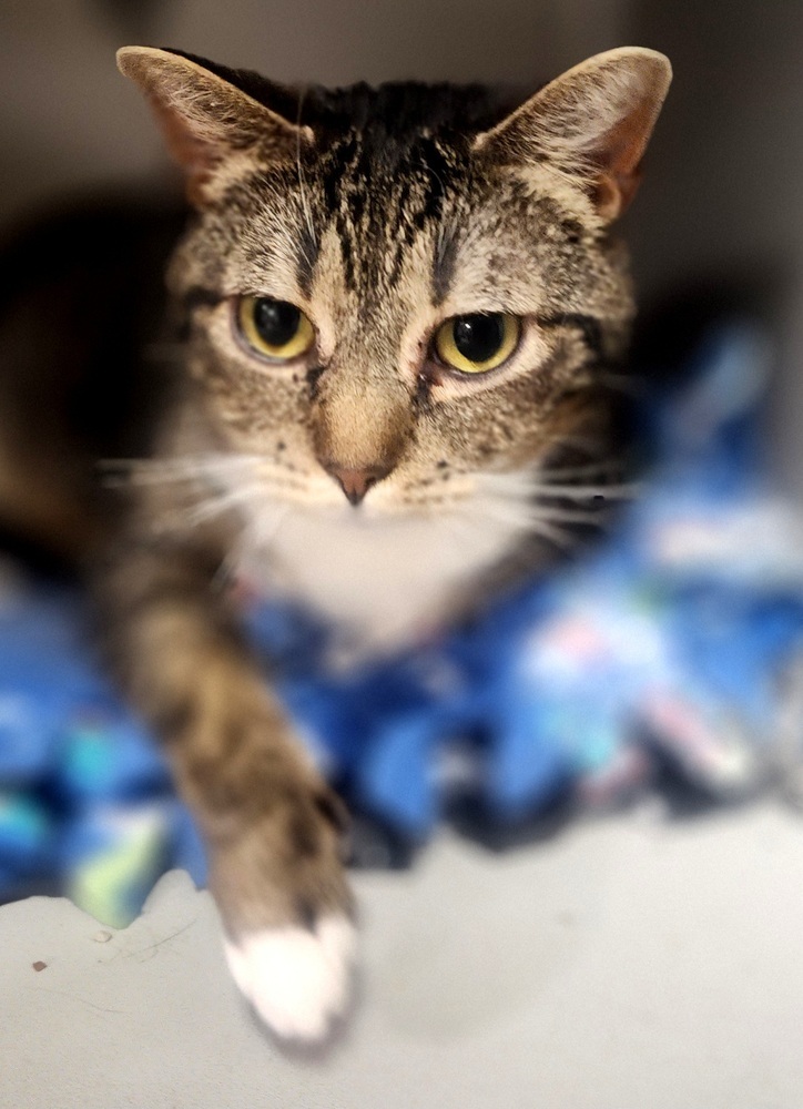 Loki, an adoptable Domestic Short Hair in Anoka, MN, 55303 | Photo Image 1
