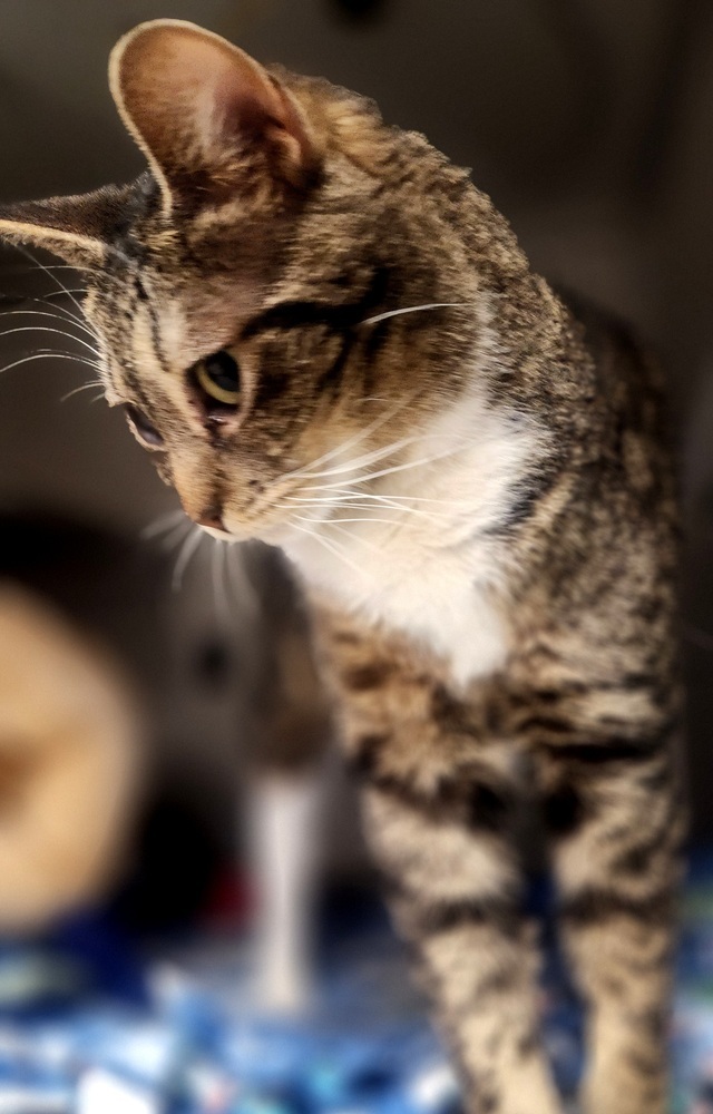 Loki, an adoptable Domestic Short Hair in Anoka, MN, 55303 | Photo Image 2