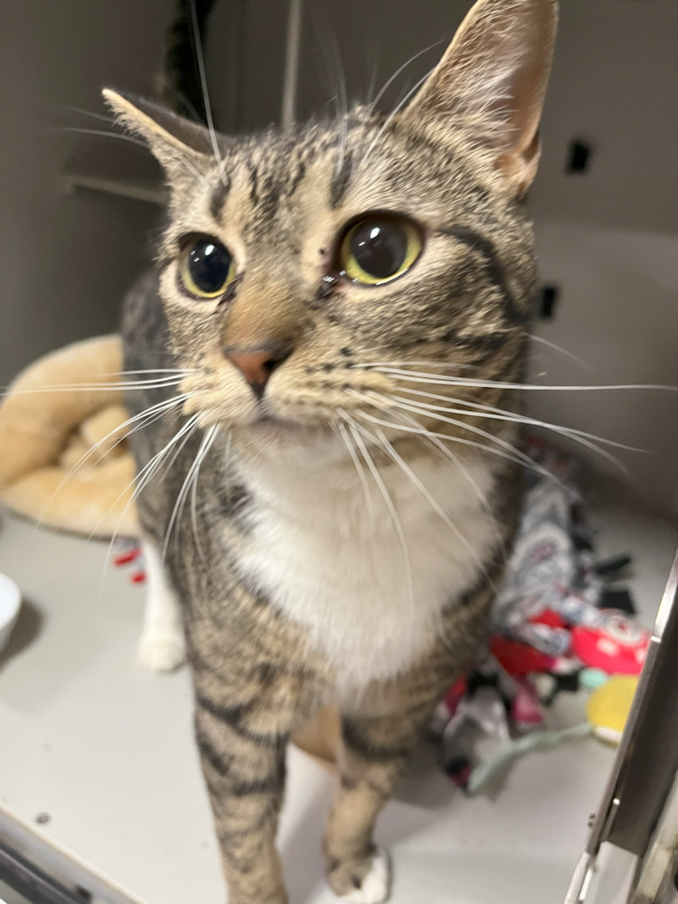 Loki aka Pringles