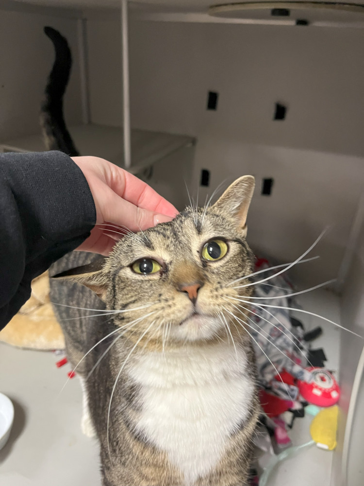 Loki, an adoptable Domestic Short Hair in Anoka, MN, 55303 | Photo Image 4