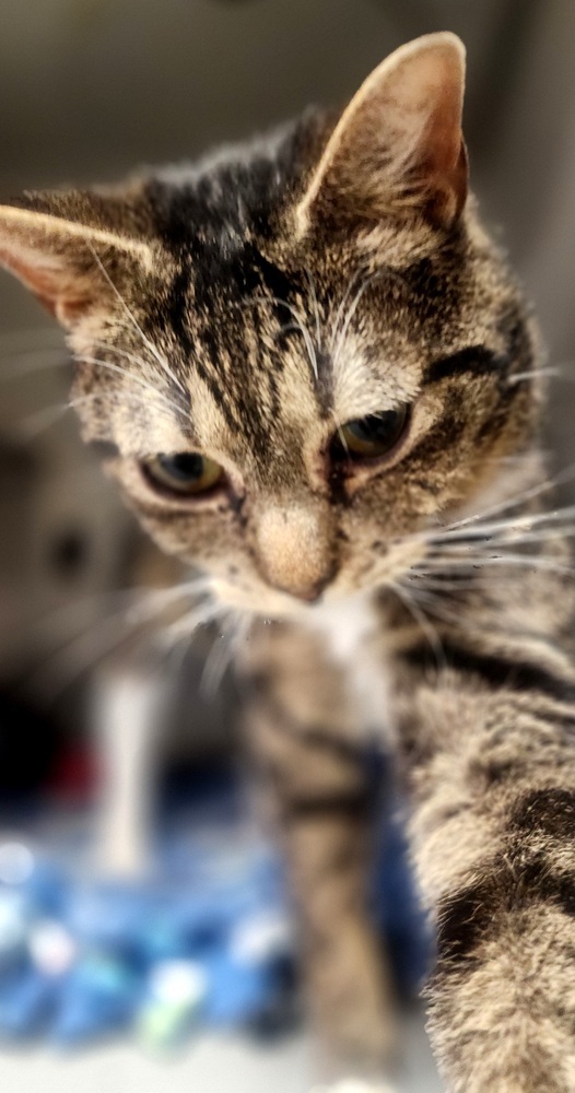 Loki, an adoptable Domestic Short Hair in Anoka, MN, 55303 | Photo Image 5