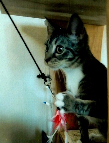 Loki, an adoptable Domestic Short Hair in Anoka, MN, 55303 | Photo Image 6