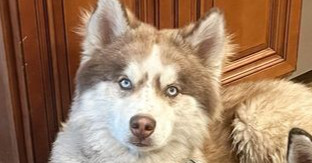 Harry, an adoptable Alaskan Malamute in Spokane, WA, 99205 | Photo Image 1