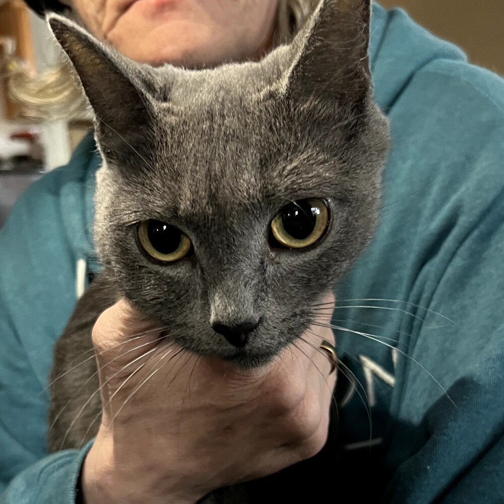 Sage, an adoptable Domestic Short Hair in Moses Lake, WA, 98837 | Photo Image 1