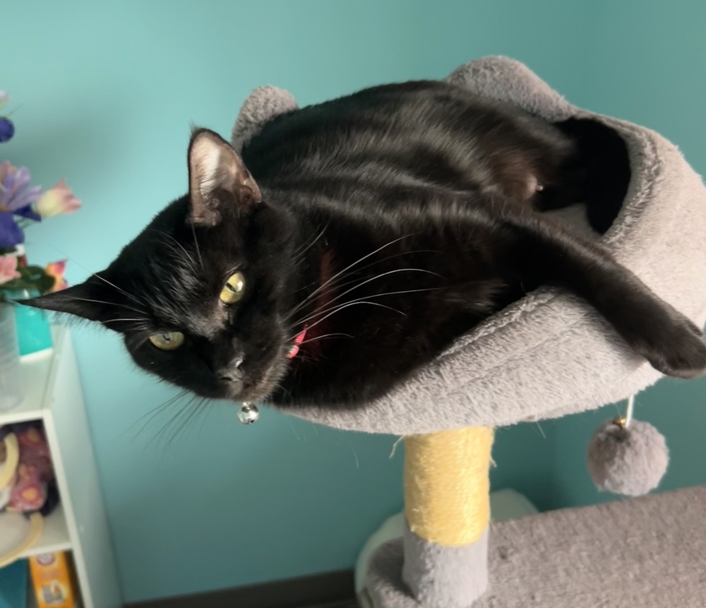 Stella (Elly), an adoptable Domestic Short Hair in Moses Lake, WA, 98837 | Photo Image 1