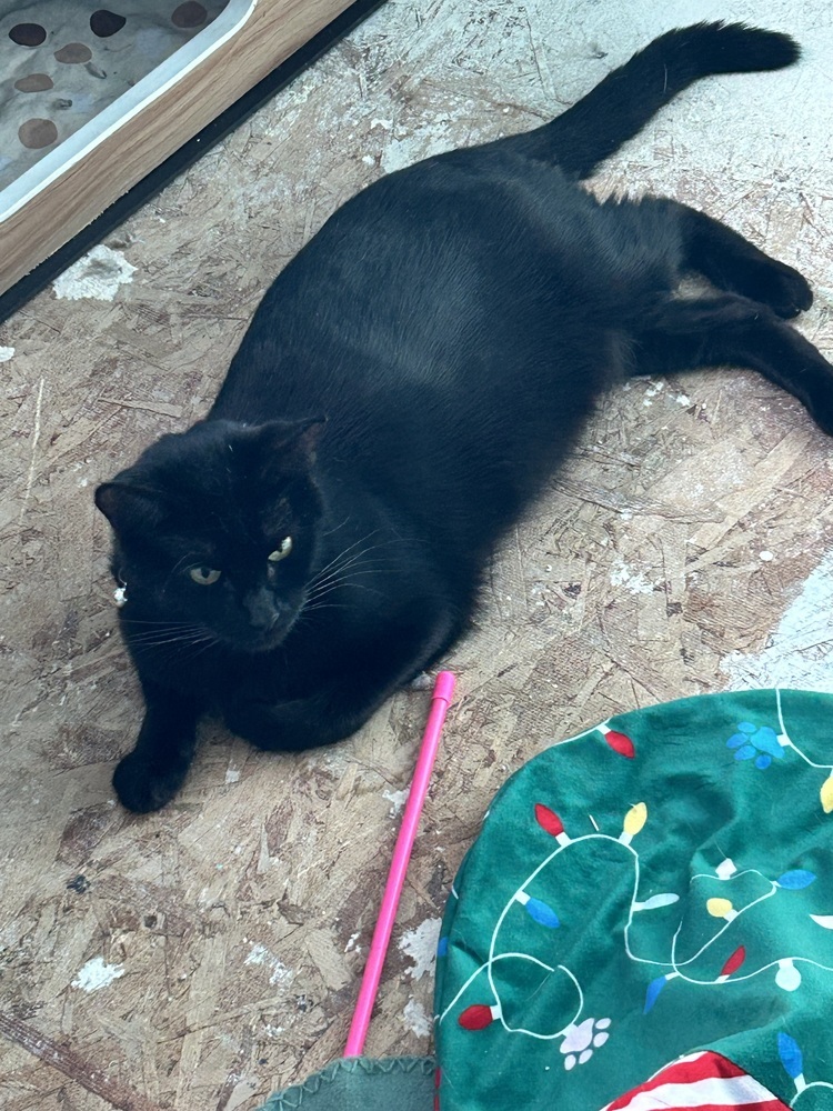 Stella (Elly), an adoptable Domestic Short Hair in Moses Lake, WA, 98837 | Photo Image 2