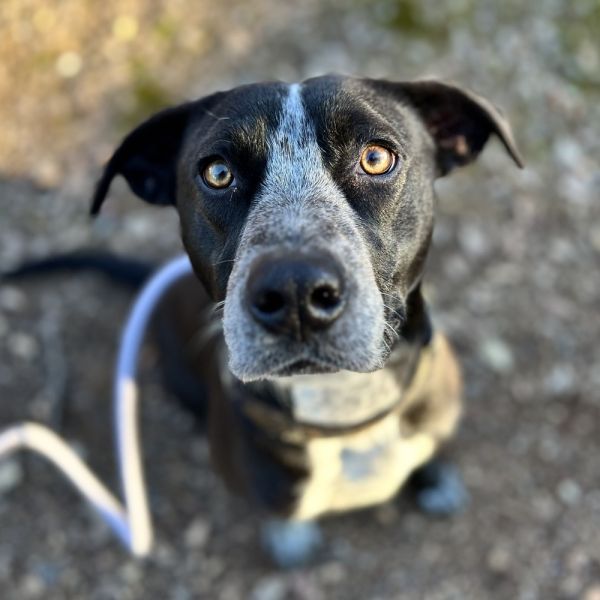 Pet Photo