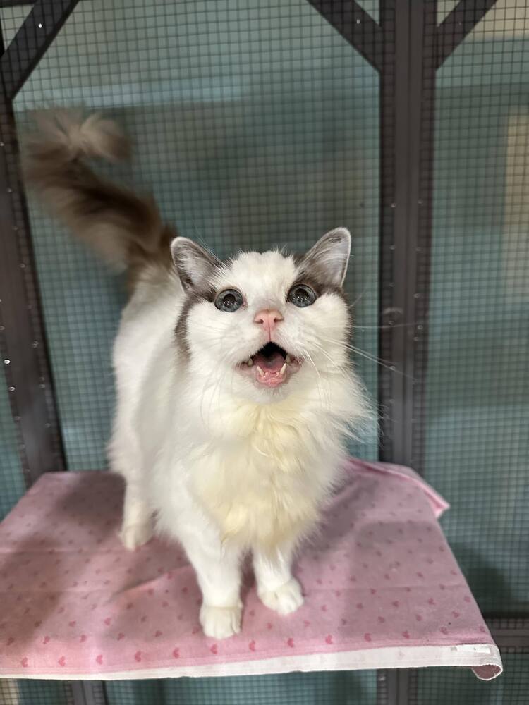 Cassie, an adoptable Ragdoll, Himalayan in Seminole, FL, 33772 | Photo Image 1