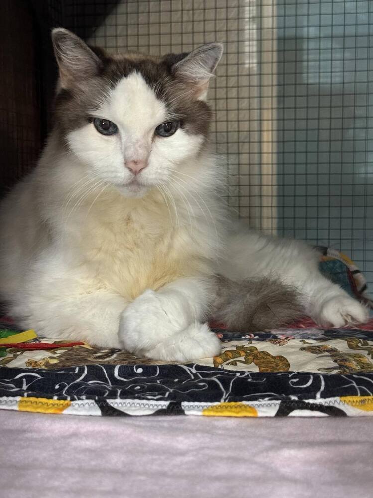 Cassie, an adoptable Ragdoll, Himalayan in Seminole, FL, 33772 | Photo Image 2