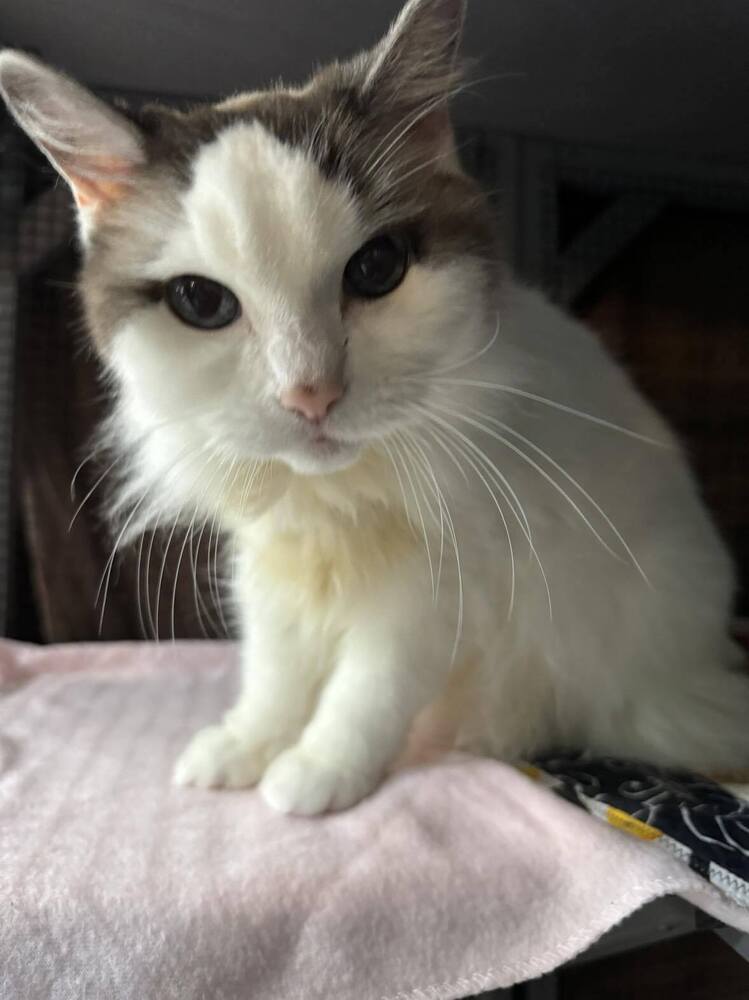 Cassie, an adoptable Ragdoll, Himalayan in Seminole, FL, 33772 | Photo Image 3