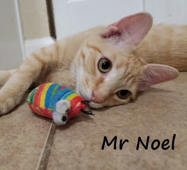 Noel #lap-kitty-bed-buddy