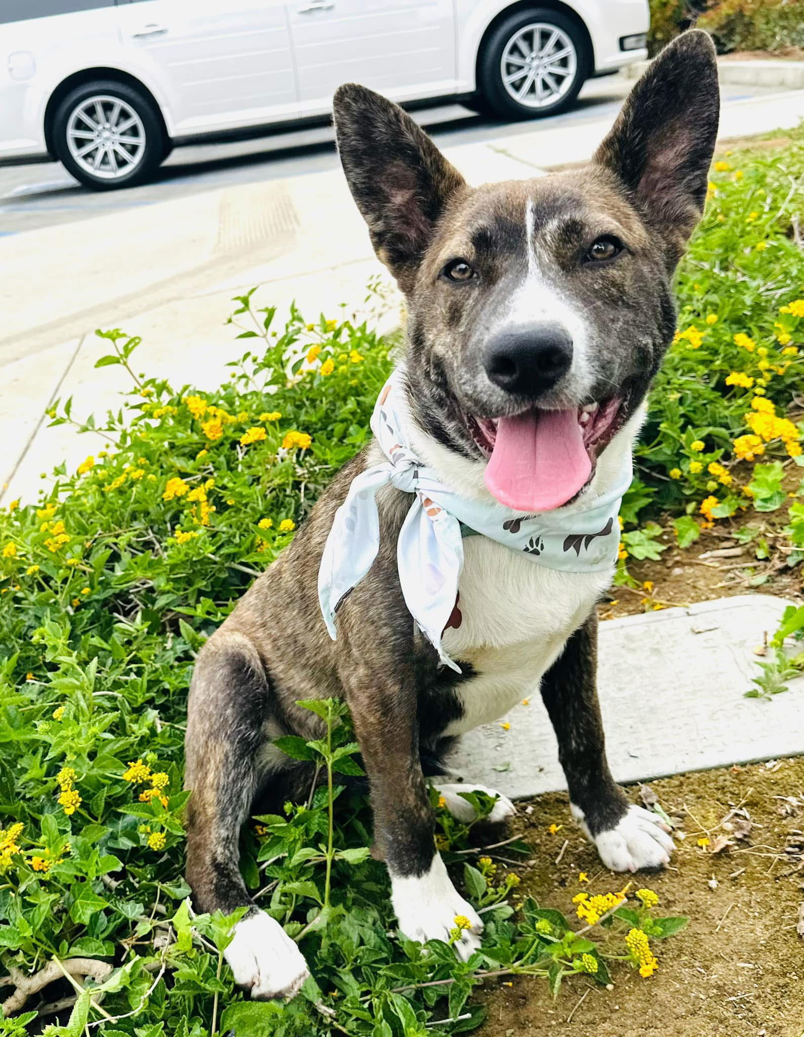 Tessa's Tucker