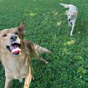 Lucky, Young Male Golden Retriever