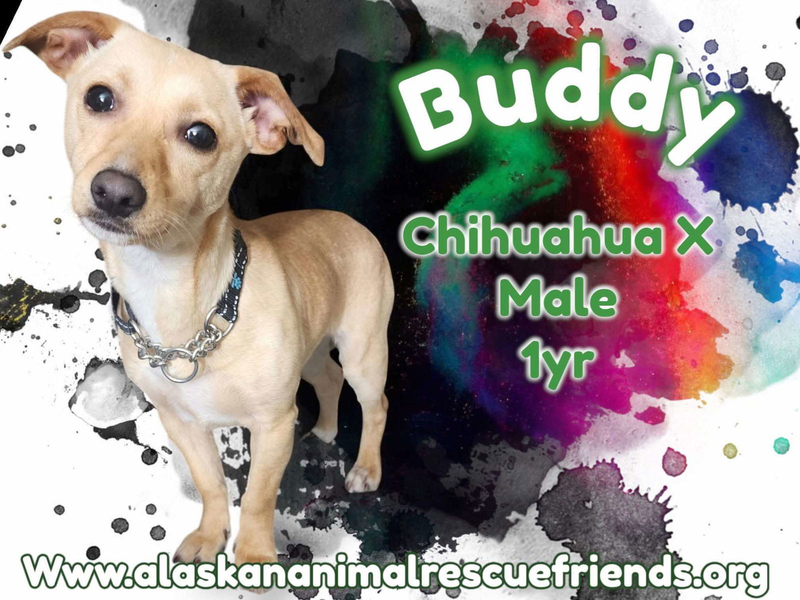 Buddy, an adoptable Chihuahua in Anchorage, AK, 99503 | Photo Image 1