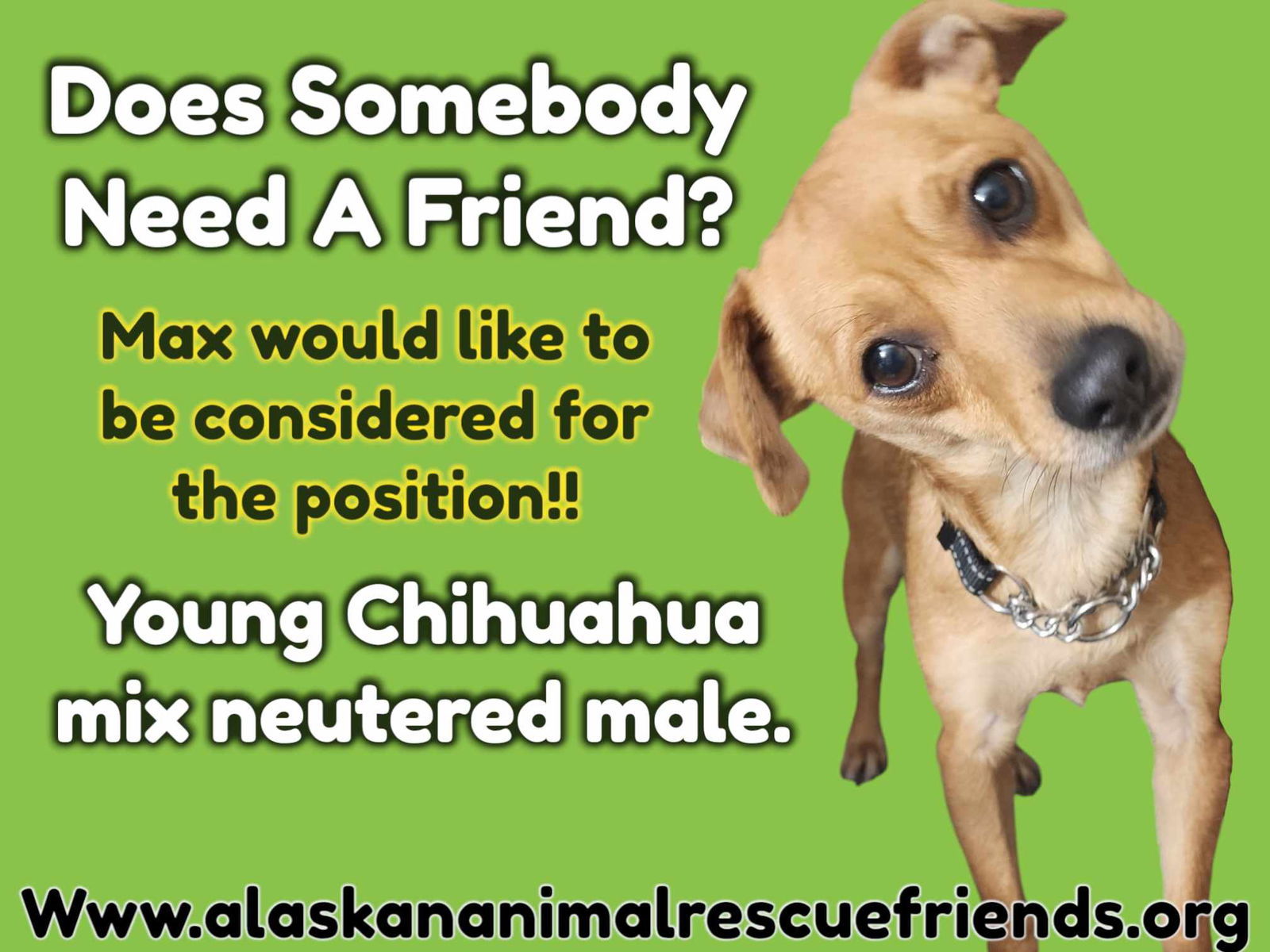 Max, an adoptable Chihuahua in Anchorage, AK, 99503 | Photo Image 1