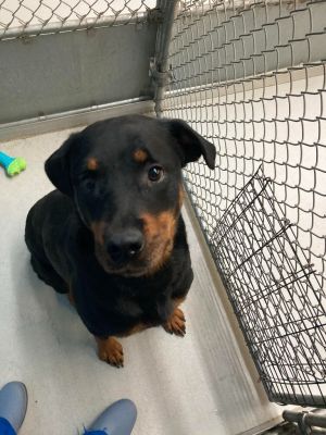 Jade is a young adult Rottweiller that belonged to and was raised by backyard breeder till ended up 