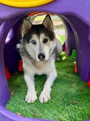 Breed Alaskan Malamute large breed Age 6 years- 6 months Weight 74 lbs Sex Neutered Male Wolfi