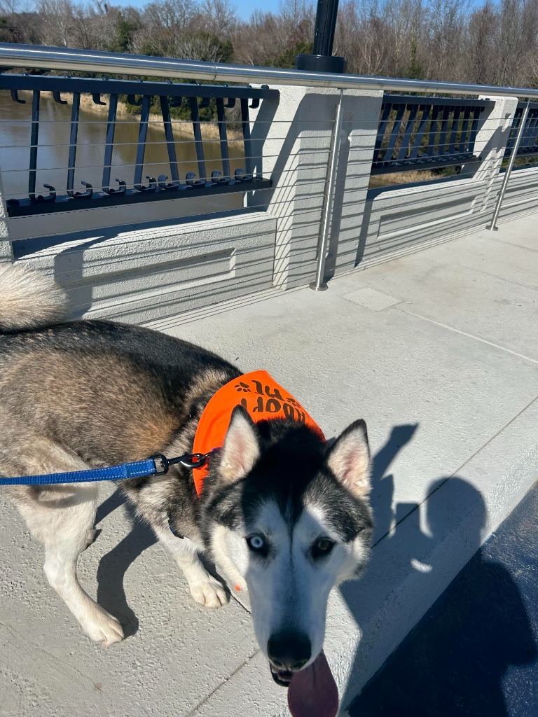 Wolfie