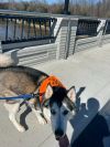 Wolfie photo 2