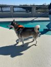 Wolfie photo 3