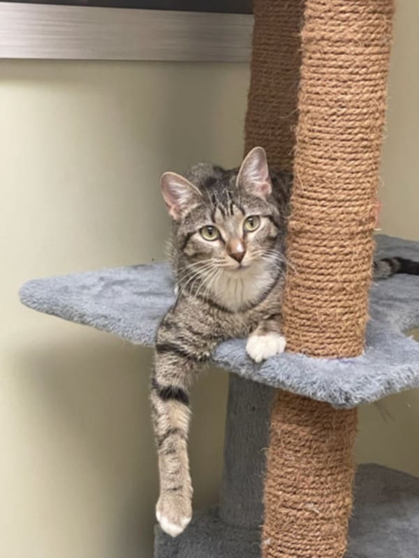 Little, an adoptable Domestic Short Hair in Salt Lake City, UT, 84117 | Photo Image 1