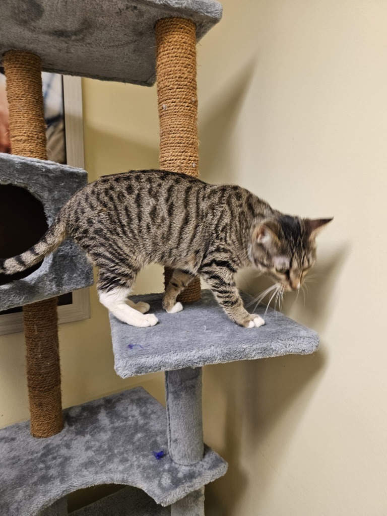 Little, an adoptable Domestic Short Hair in Salt Lake City, UT, 84117 | Photo Image 2