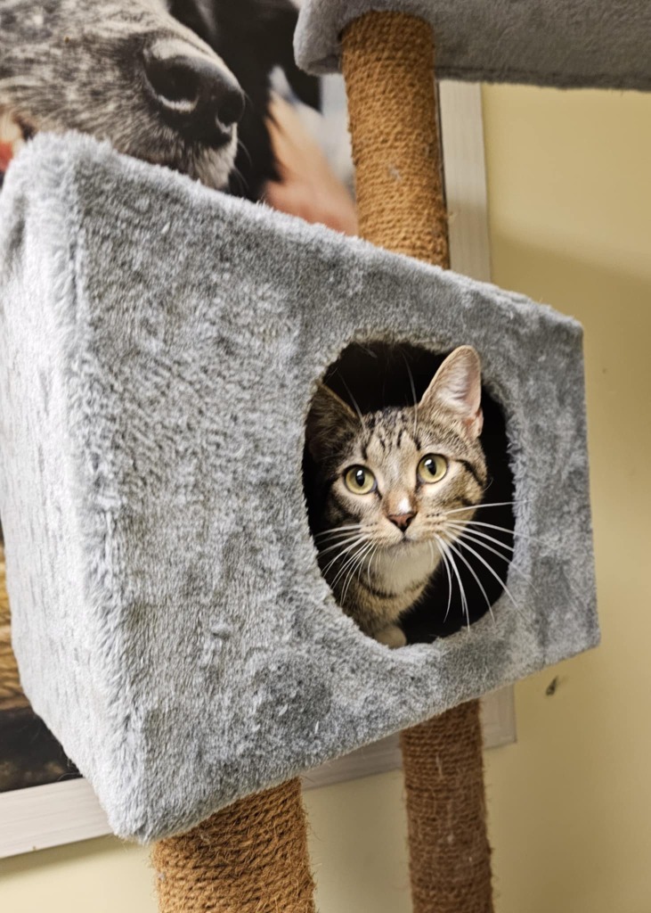 Little, an adoptable Domestic Short Hair in Salt Lake City, UT, 84117 | Photo Image 3