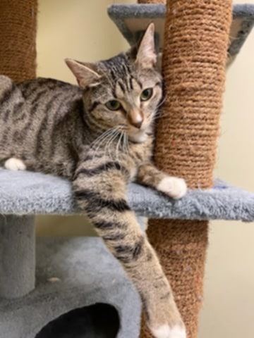 Little, an adoptable Domestic Short Hair in Salt Lake City, UT, 84117 | Photo Image 4
