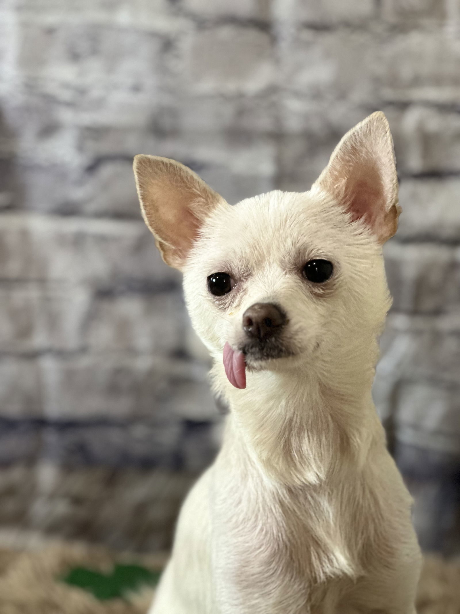 Luna, an adoptable Chihuahua in New London, WI, 54961 | Photo Image 1