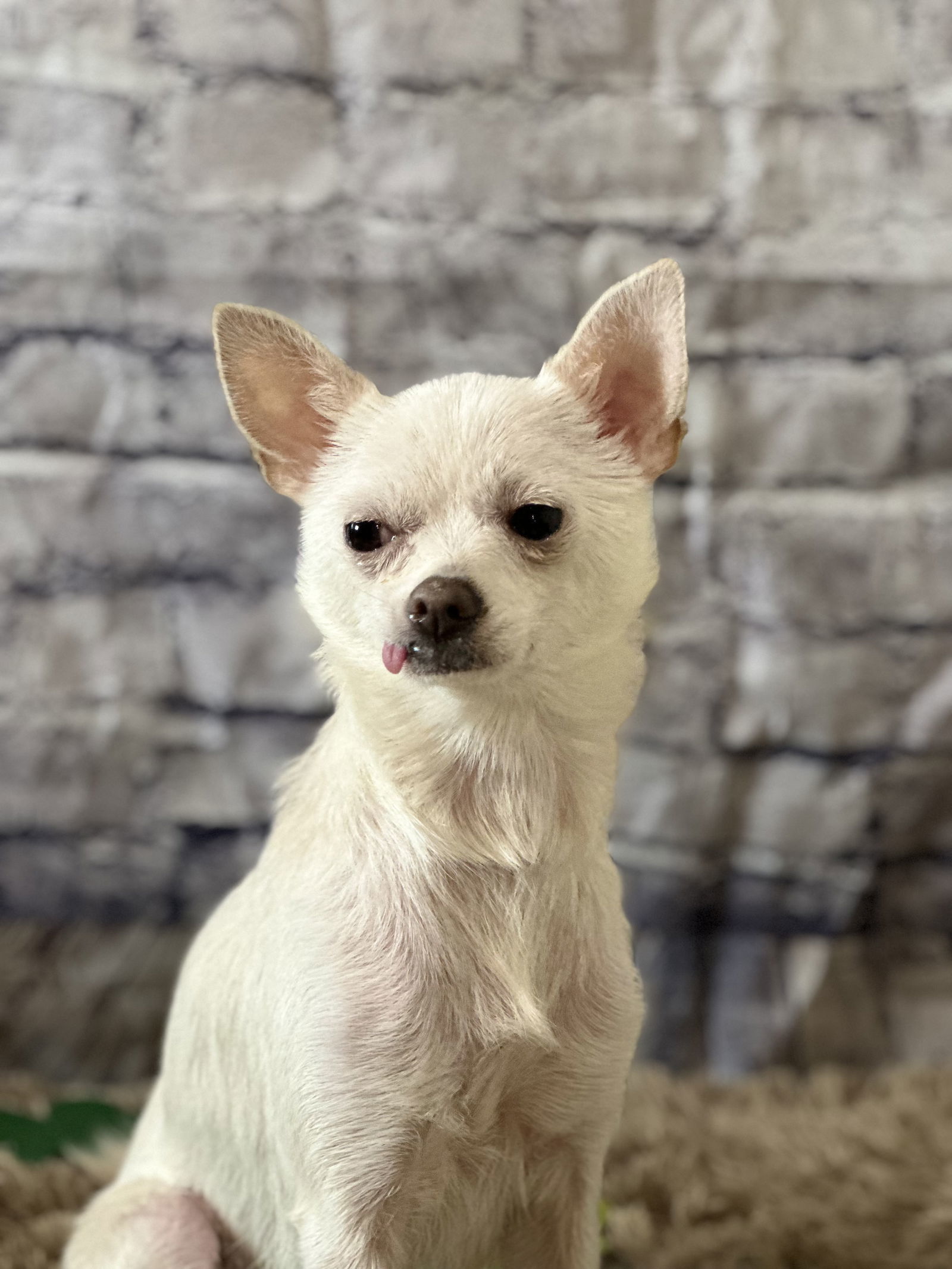 Luna, an adoptable Chihuahua in New London, WI, 54961 | Photo Image 2
