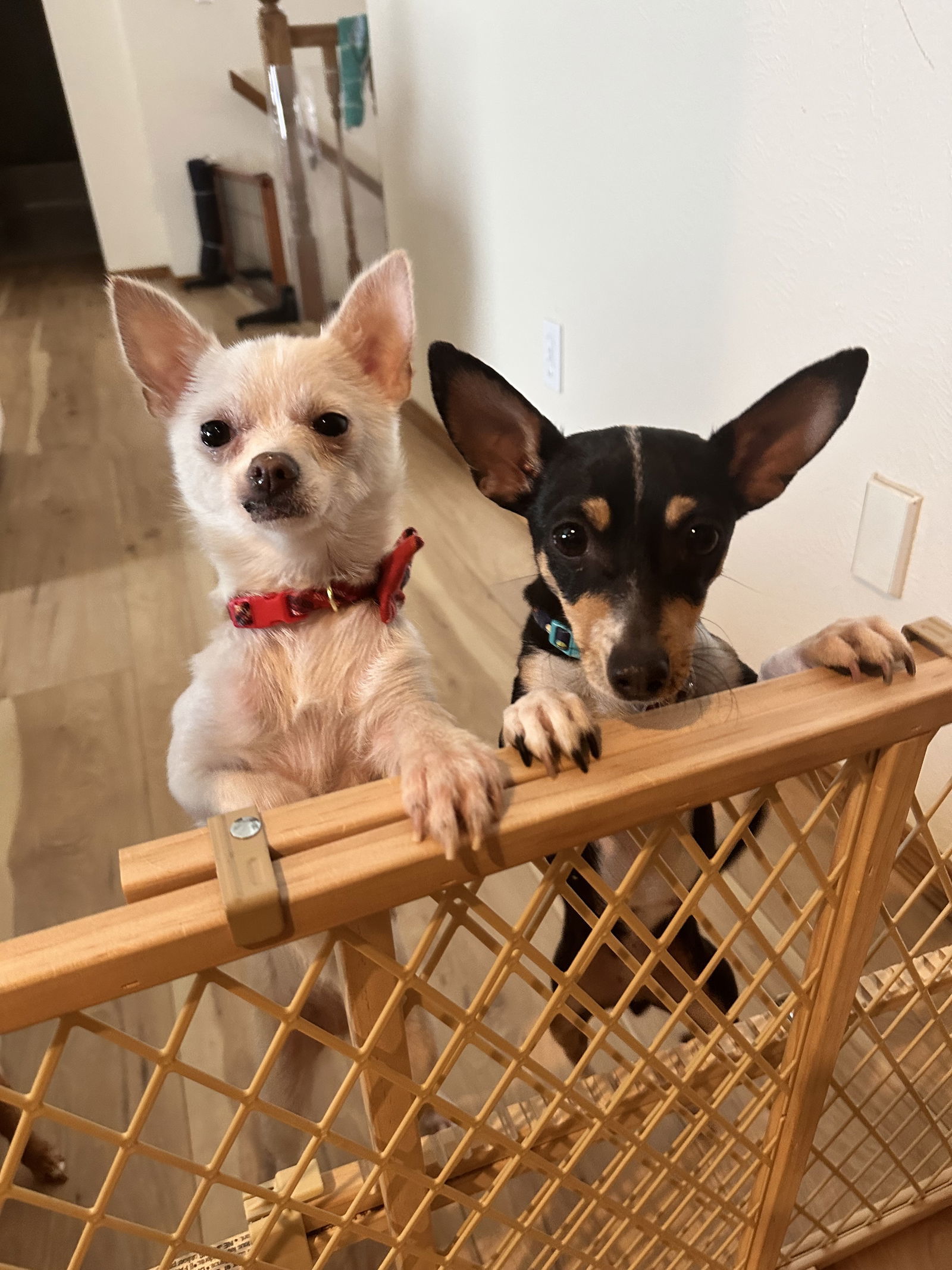 Luna, an adoptable Chihuahua in New London, WI, 54961 | Photo Image 3