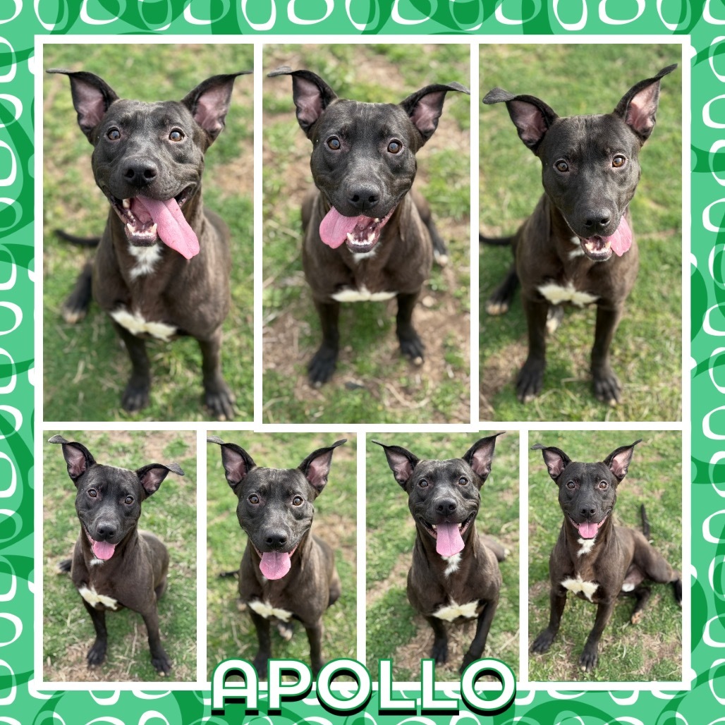 Apollo